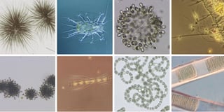 microscopy2